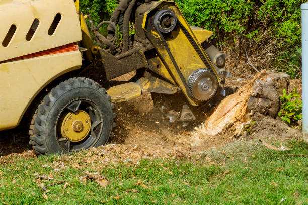 Best Local Tree Services  in New York Mills, NY